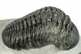 Pedinopariops Trilobite - Mrakib, Morocco #287699-1